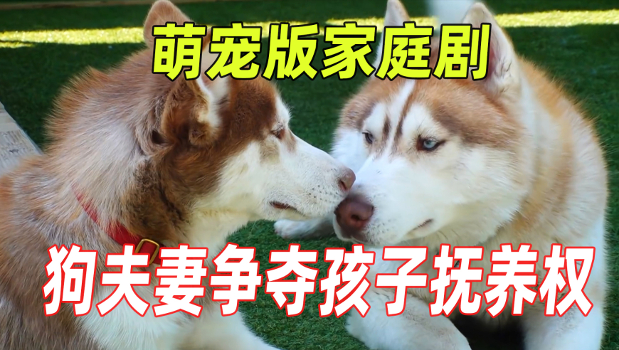308图片玄机118资料,体育生毕业做泰山陪爬 年收入30多万,创造力策略实施推广_专家版V1.52